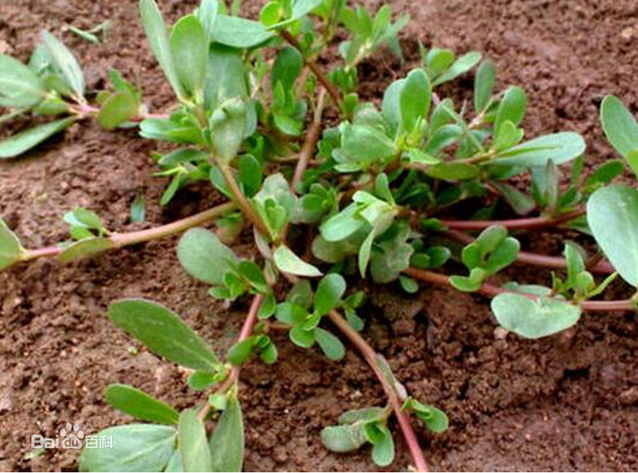 夏季養生小常識 不看后悔一生