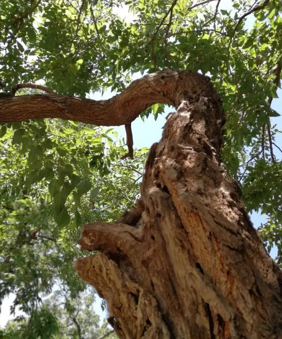 古桑養生袋泡茶,絕不僅僅是噱頭