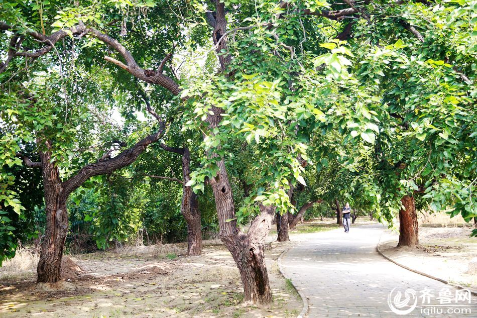 古桑養生袋泡茶,絕不僅僅是噱頭