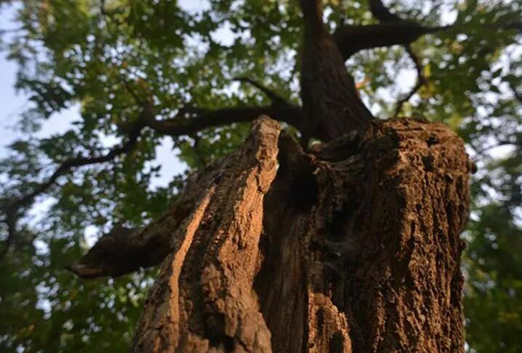 歷史已經遠去，古桑養生茶卻正在新生----