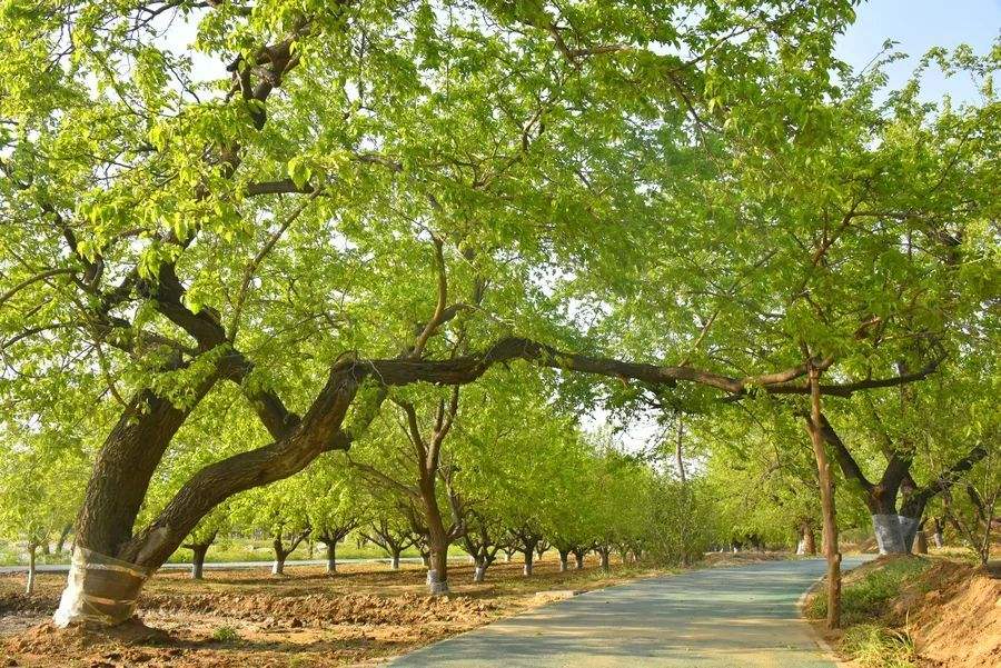 夏津古桑樹 德州健之源