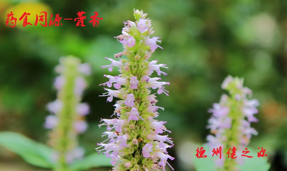 藿香薄荷茶,炎炎烈日的防暑茶