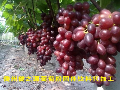 維生素之王  果蔬中的珍品 